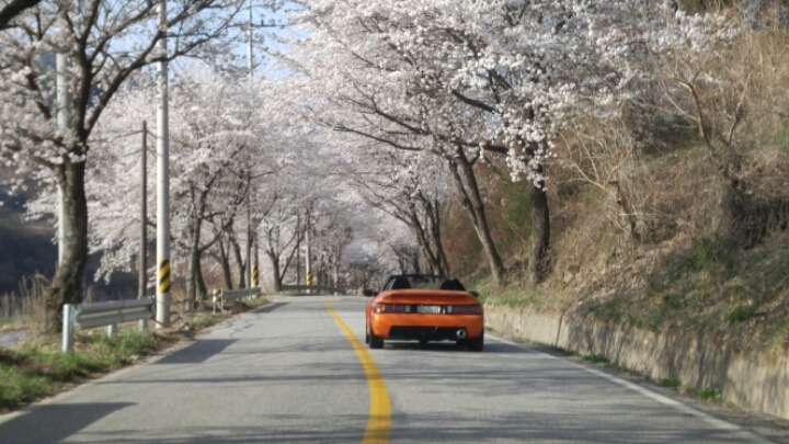 resized_20180403_143916_870888035.jpg : 엘란과 벚꽃길 드라이브^^ resized_20180403_143916_870888035.jpg : 엘란과 벚꽃길 드라이브^^